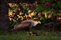 125 Zuid Pantanal, kuifcaracara